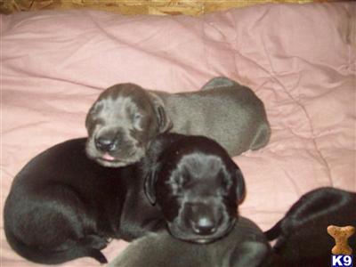 Puppies in WA